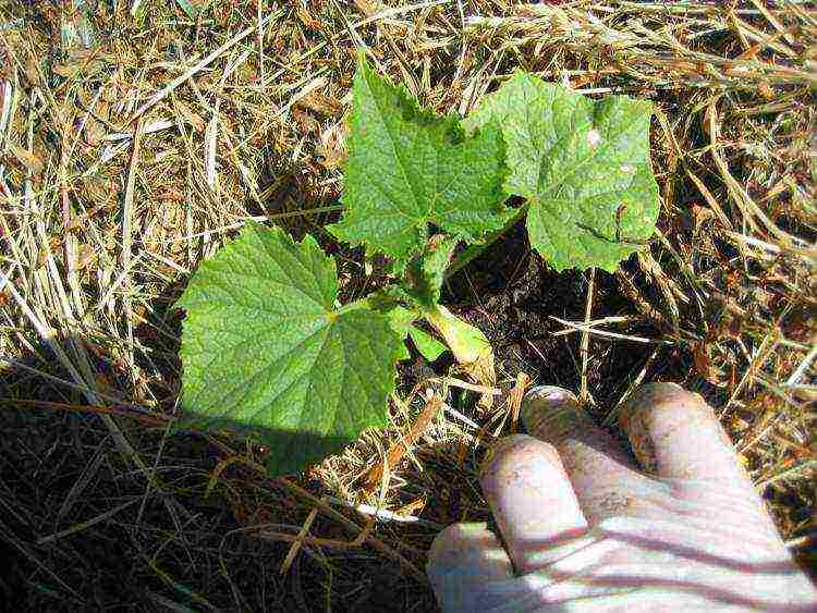 the greenhouse grows tomatoes and cucumbers in total 175 bushes