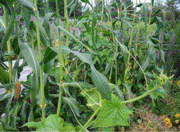 the greenhouse grows tomatoes and cucumbers in total 175 bushes