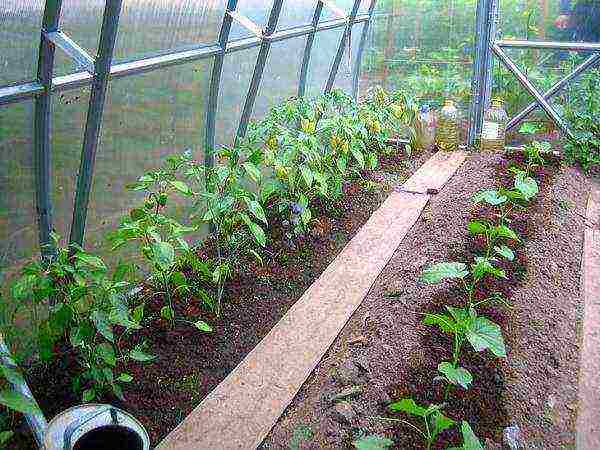 the greenhouse grows tomatoes and cucumbers in total 175 bushes