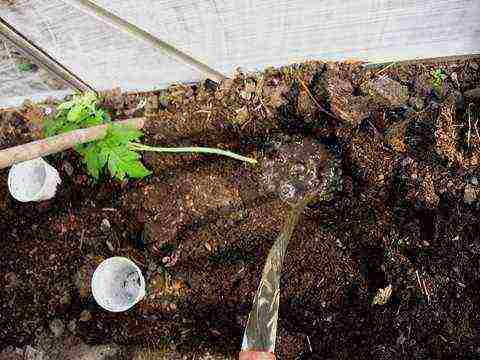 the greenhouse grows tomatoes and cucumbers in total 175 bushes