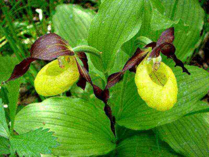 lady's slipper care planting and care in the open field