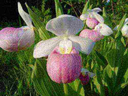 lady's slipper care planting and care in the open field