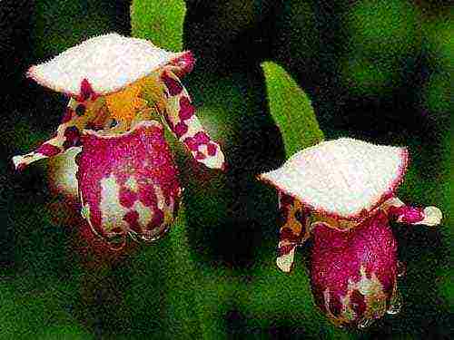 lady's slipper care planting and care in the open field