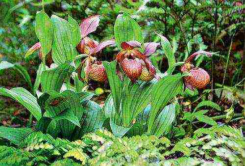 lady's slipper care planting and care in the open field