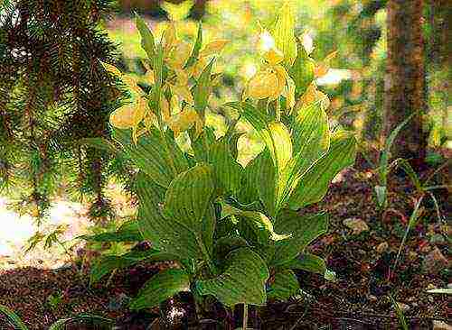 lady's slipper care planting and care in the open field