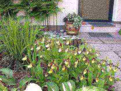 lady's slipper care planting and care in the open field