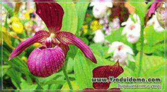 lady's slipper care planting and care in the open field