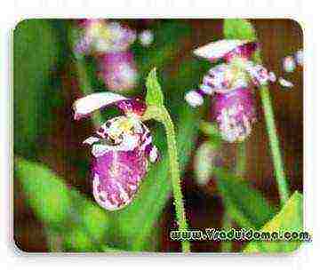 lady's slipper care planting and care in the open field