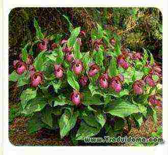 lady's slipper care planting and care in the open field