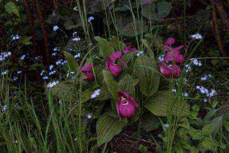 lady's slipper care planting and care in the open field