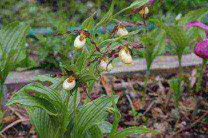 lady's slipper care planting and care in the open field