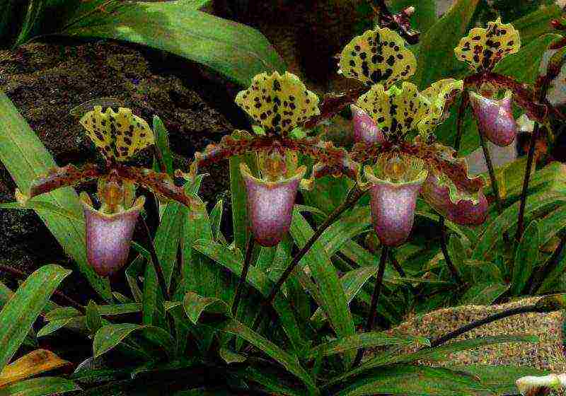 lady's slipper care planting and care in the open field