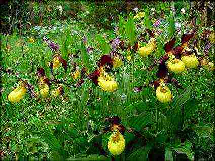 lady's slipper care planting and care in the open field