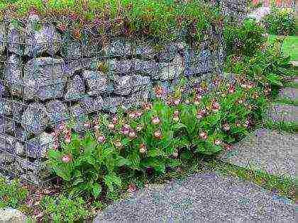 lady's slipper care planting and care in the open field