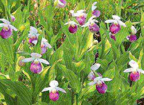 lady's slipper care planting and care in the open field