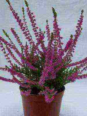 heather best varieties