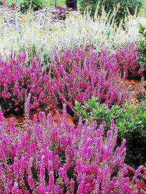 heather best varieties