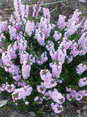 heather best varieties