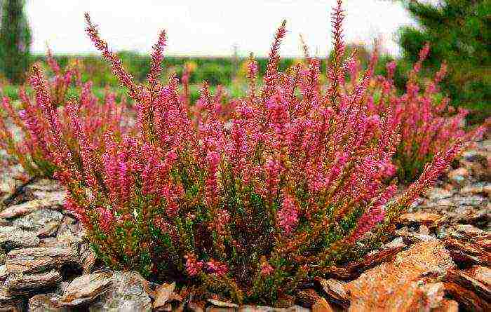 heather best varieties