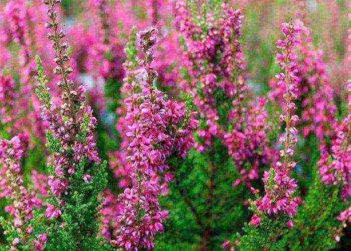 heather best varieties