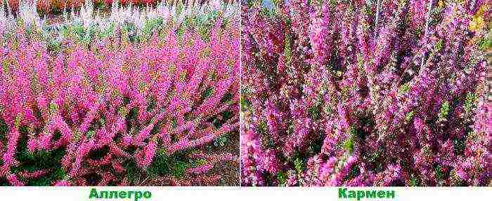 heather best varieties