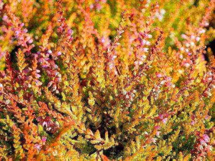 heather best varieties