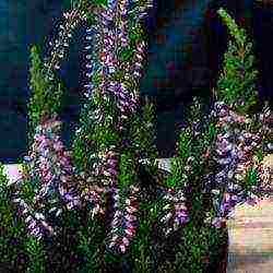 heather planting and care in the open field in the Urals