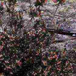 heather planting and care in the open field in the Urals