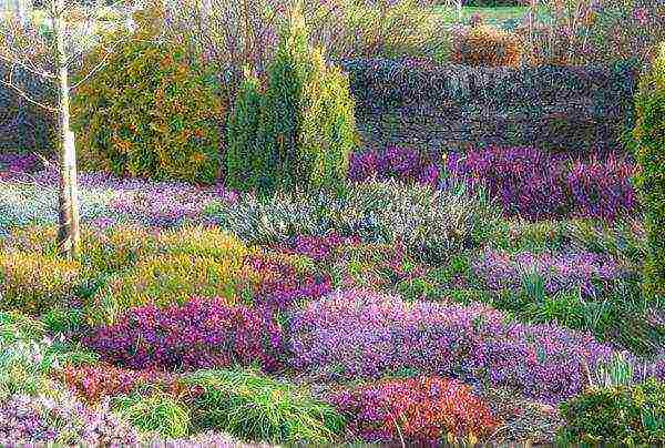 pagtatanim at pag-aalaga ng heather sa bukas na bukid sa Urals