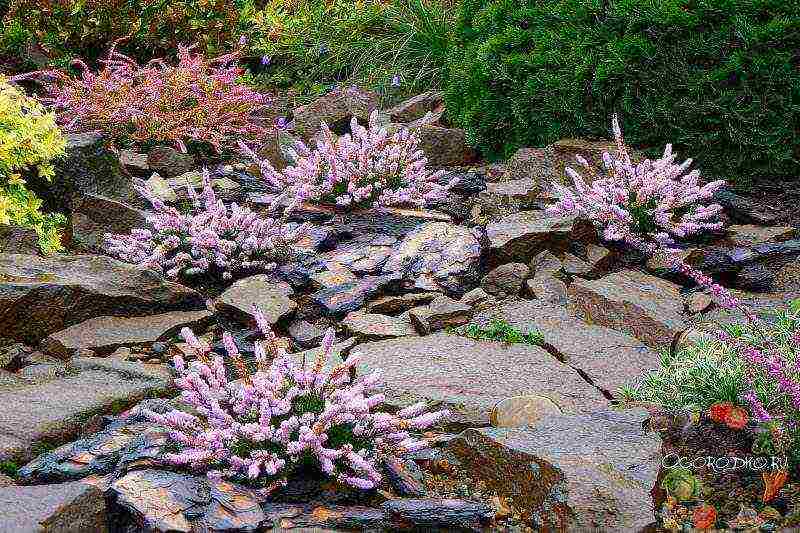 pagtatanim at pag-aalaga ng heather sa bukas na bukid sa Urals