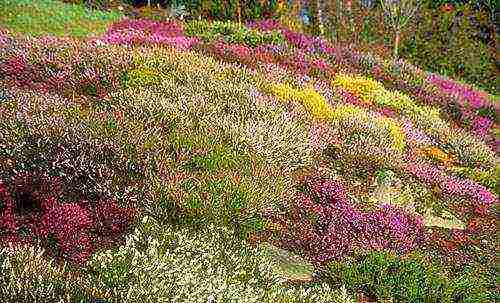 pagtatanim at pag-aalaga ng heather sa bukas na bukid sa Urals