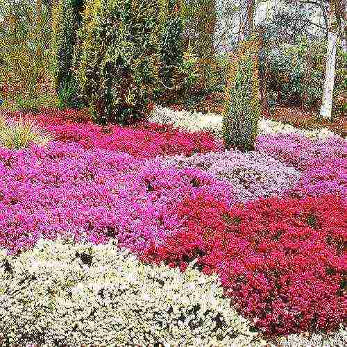 pagtatanim at pag-aalaga ng heather sa bukas na bukid sa Urals