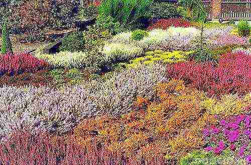 heather planting and care in the open field in the Urals