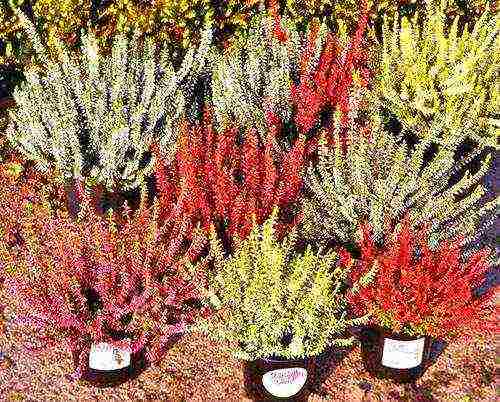 heather planting and care in the open field in the Urals