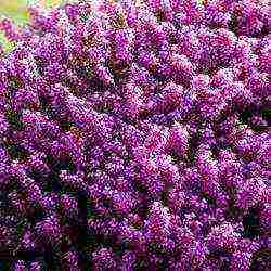 pagtatanim at pag-aalaga ng heather sa bukas na bukid sa Urals