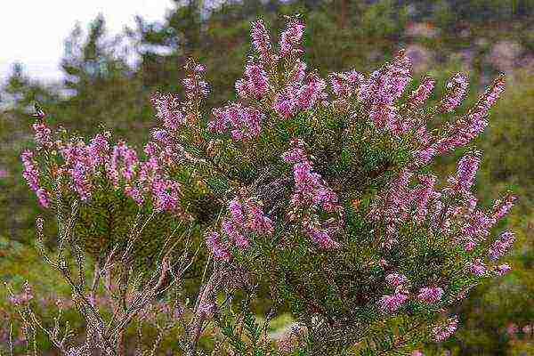 pagtatanim at pag-aalaga ng heather sa labas ng siberia