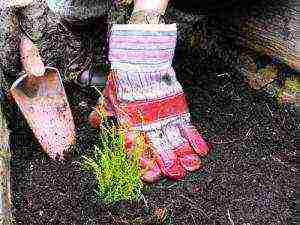 heather planting and care outdoors in siberia