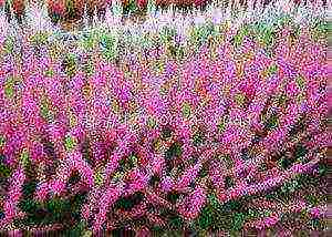 heather planting and care outdoors in siberia