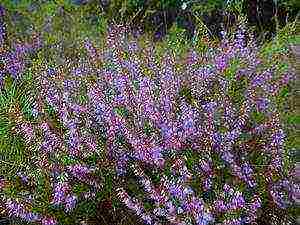 heather planting and care outdoors in siberia