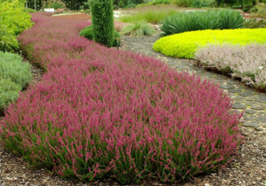 heather planting and care outdoors in siberia