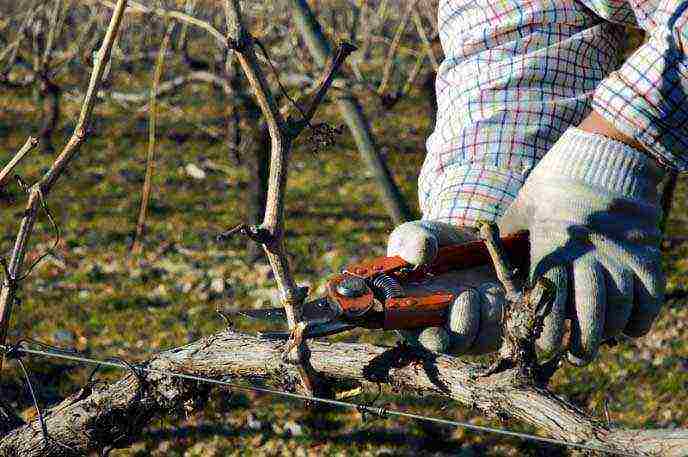 grape planting and care in the open field in siberia