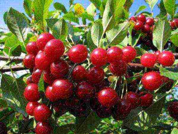 cherry varieties are good