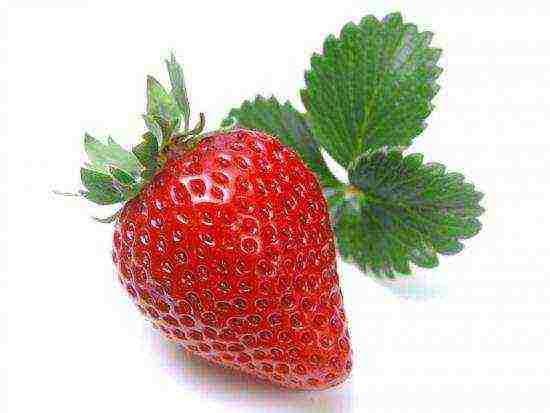 is it possible to grow strawberries all year round in an apartment