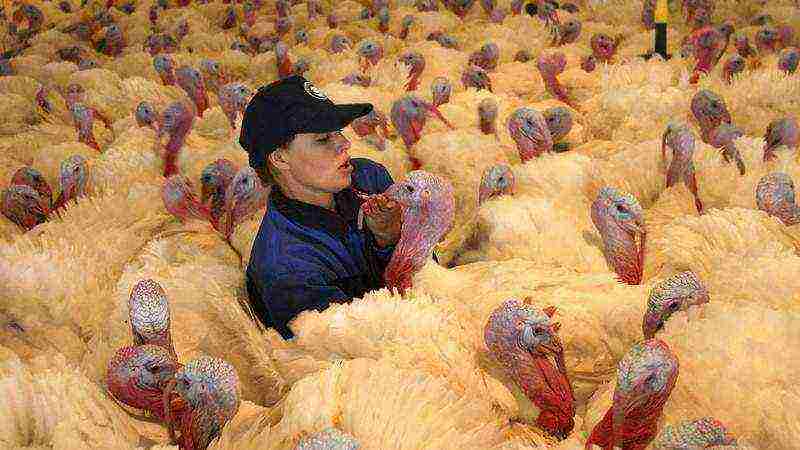 is it profitable to grow turkeys and what are the benefits in terms of money