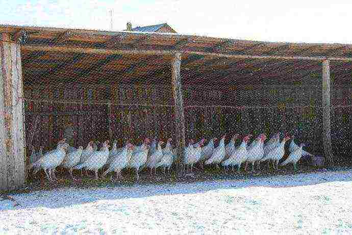 is it profitable to grow turkeys and what are the benefits in terms of money