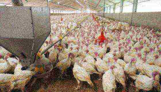 is it profitable to grow turkeys and what are the benefits in terms of money