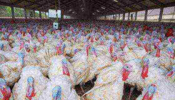 is it profitable to grow turkeys and what are the benefits in terms of money