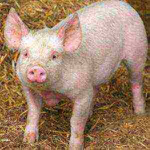 is it profitable to raise pigs for meat at home