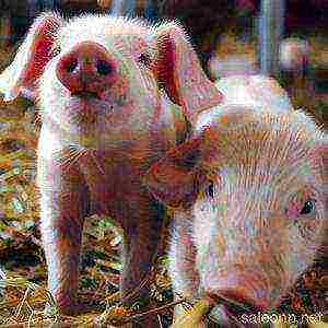 is it profitable to raise pigs for meat at home