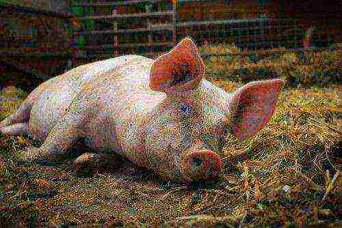 is it profitable to raise pigs for meat at home